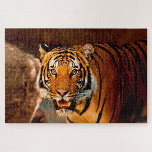 Puzzle Tigre