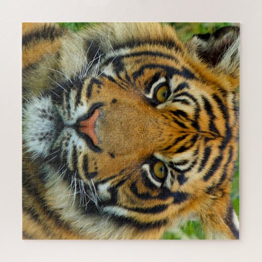 Puzzle Tigre (Horizontal)