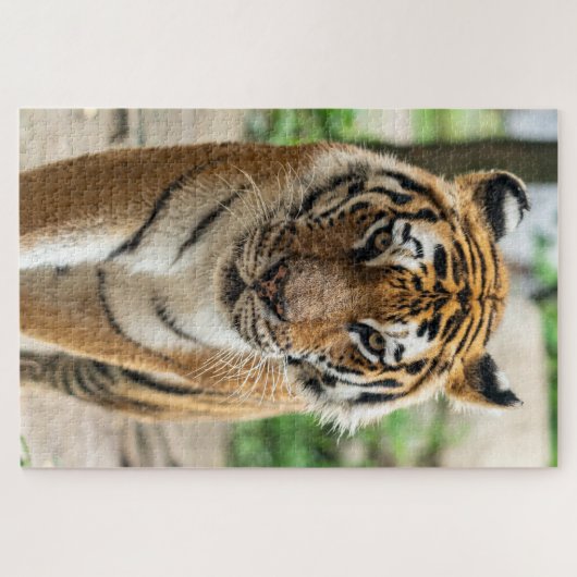 Puzzle Tigre (Horizontal)