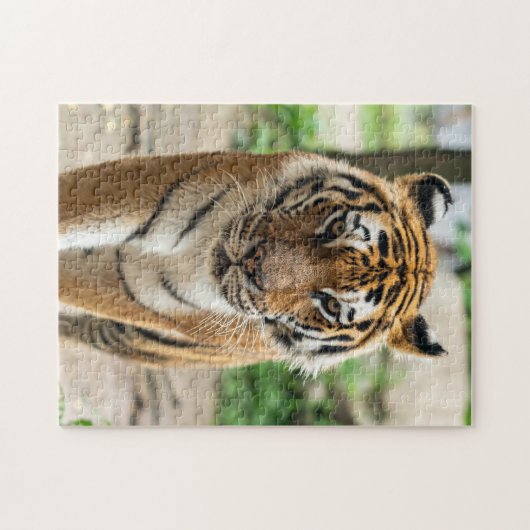 Puzzle Tigre (Horizontal)
