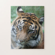 Tigre 013