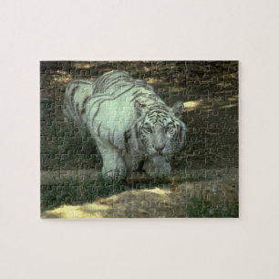 Puzzle Tigre blanc