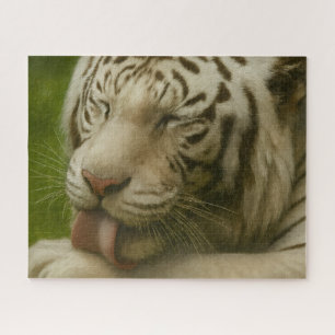 Puzzle Tigre blanc dans le rituel de toilettage privé