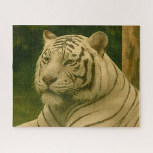 Puzzle Tigre blanc reposant dans l'ombre des bois