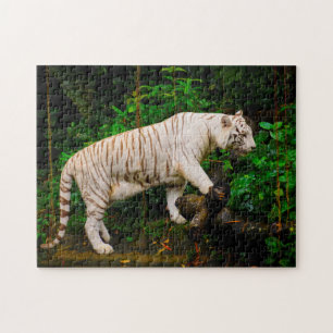 Puzzle Tigre blanc Singapour.