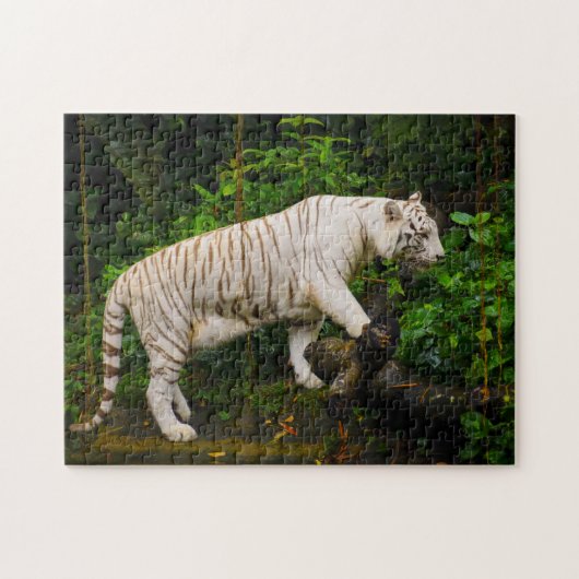 Puzzle Tigre blanc Singapour. (Horizontal)