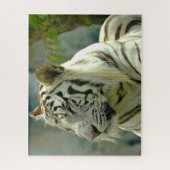 Puzzle Tigre blanc vers le haut (Vertical)
