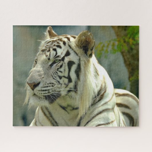 Puzzle Tigre blanc vers le haut (Horizontal)