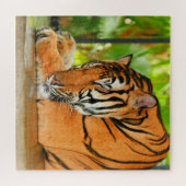 Puzzle Tigre couchant (Horizontal)