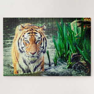 Puzzle Tigre dans l'eau