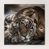 Puzzle Tigre de Ranthambore : gros plan. (Vertical)