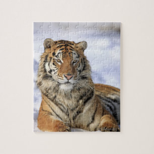 Puzzle Tigre de Sibérie, Panthera tigris altaica, Asie