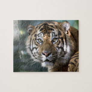 Puzzle Tigre de Sumatra mâle (Panthera tigris sumatrae)