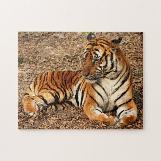 Puzzle Tigre de Sumatran 2 (Horizontal)