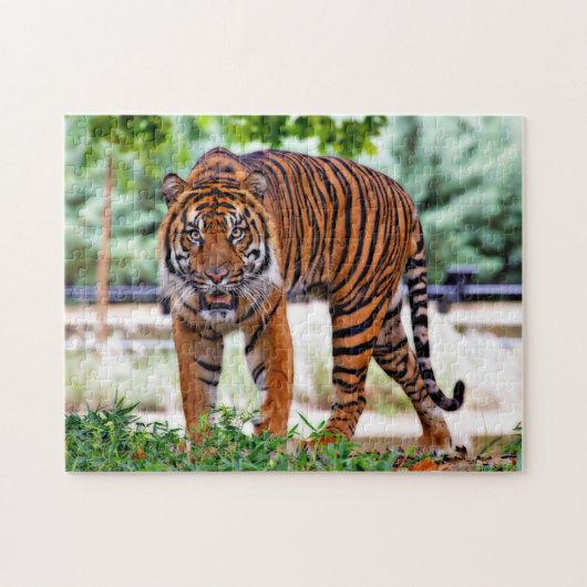 Puzzle Tigre de Sumatran. Grands chats (Horizontal)