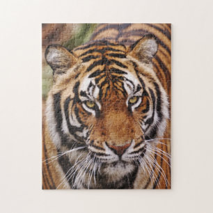 Puzzle Tigre du Bengale, Panthera tigris
