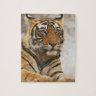 Puzzle Tigre du Bengale royal sur le rocher, Ranthambhor