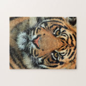 Puzzle Tigre - Face (Horizontal)