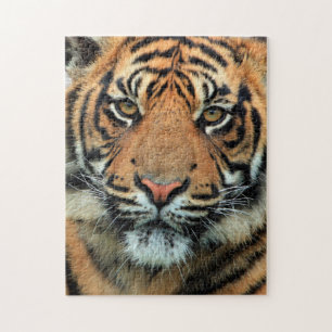 Puzzle Tigre - Face