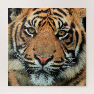 Puzzle Tigre - Face -