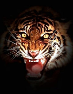 Puzzles Chat Tigre Zazzle Be