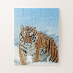 Puzzle Tigre Photo Montagnes à neige Hiver animal