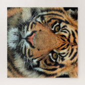 Puzzle Tigre - Visage - (Horizontal)