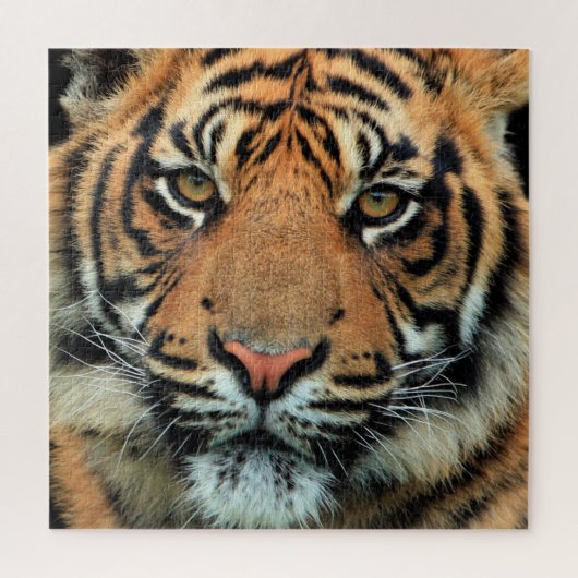 Puzzle Tigre - Visage - (Vertical)