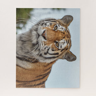 Puzzle Tigres de Sibérie en pleine nature