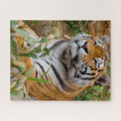 Puzzle Tigres Grands Félins. (Horizontal)