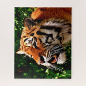 Puzzle Tigres Grands Félins. (Vertical)
