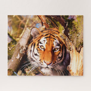 Puzzle Tigres Grands Félins.