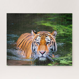 Puzzle Tigres Grands Félins.