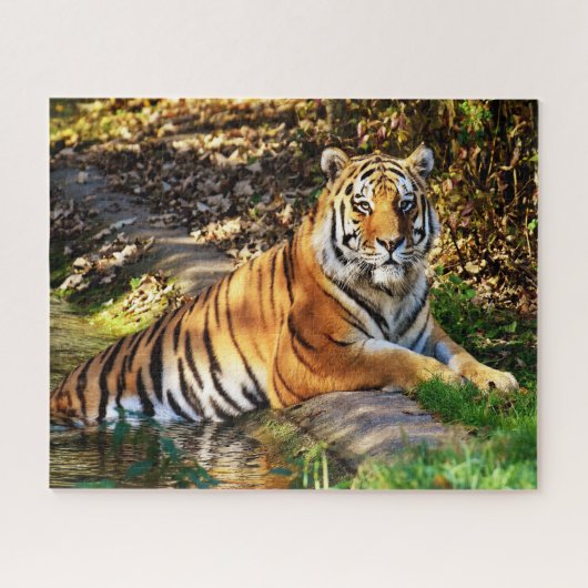 Puzzle Tigres Grands Félins. (Horizontal)