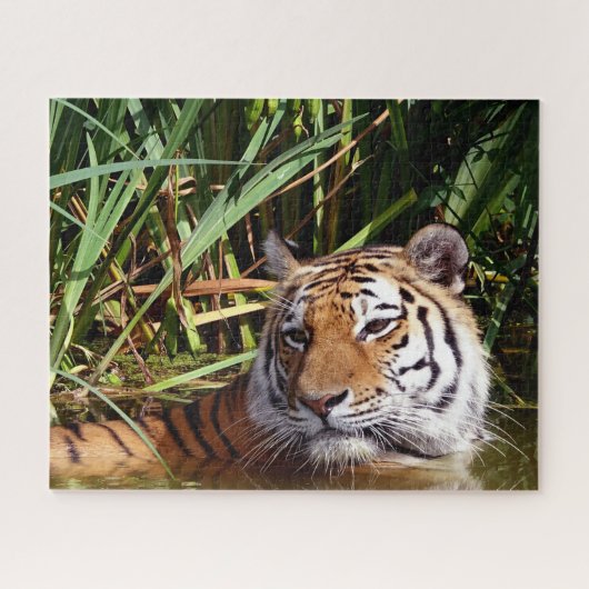 Puzzle Tigres Grands Félins. (Horizontal)
