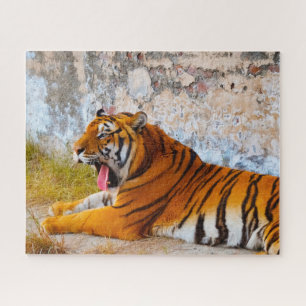 Puzzle Tigres Grands Félins.