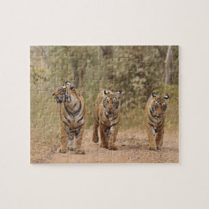 Puzzle Tigres royaux du Bengale sur la piste, Ranthambhor