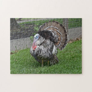 Puzzle Tom Turquie
