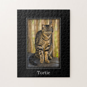 Puzzle Tortie - Tortoiseshell Cat - Pet Photography