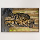 Puzzle Tortie - Tortoiseshell Cat - Pet Photography (Horizontal)