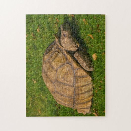 Puzzle Tortoise (Vertical)