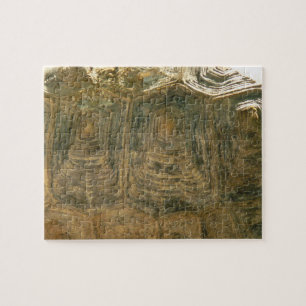 Puzzle Tortoise Shell Nature Photo