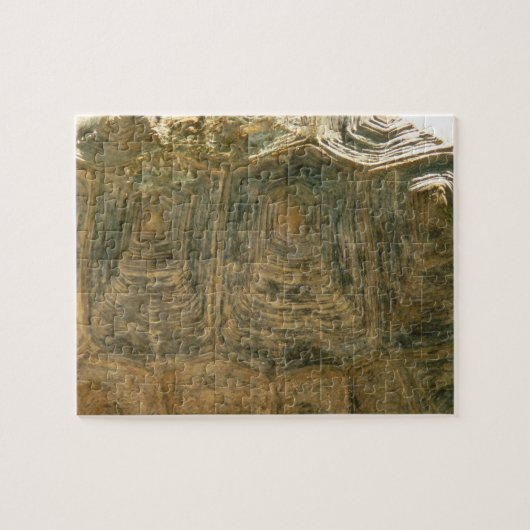 Puzzle Tortoise Shell Nature Photo (Horizontal)