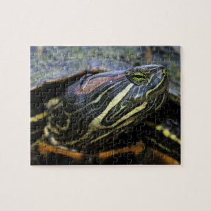 Puzzle Tortue à oreilles rouges, Trachemys scripta elegan