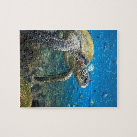 Puzzle Tortue de mer nageant dans la lagune des îles Gala (Horizontal)