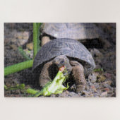 Puzzle tortue des bébés galapagos (Horizontal)