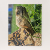 Puzzle Tortue léopard dans l'herbe (Vertical)