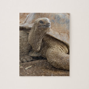 Puzzle Tortue terrestre des Seychelles Aldabran