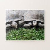 Puzzle Tortues (Horizontal)