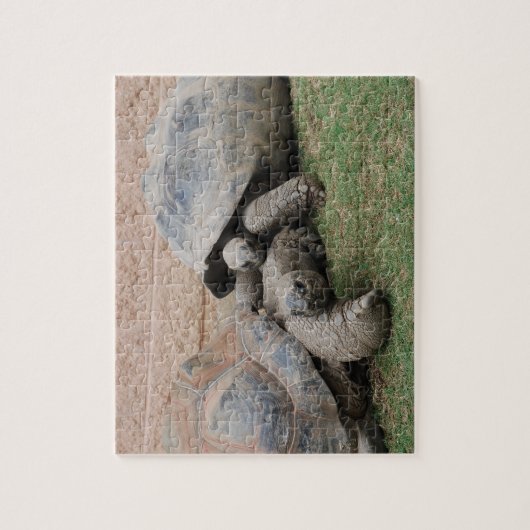 Puzzle tortues géantes (Vertical)